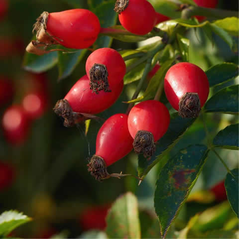 ROSA CANINA - Rosal Silvestre