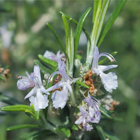 ROSMARINUS OFFICINALIS Prostratus - Creeping Rosemary #1