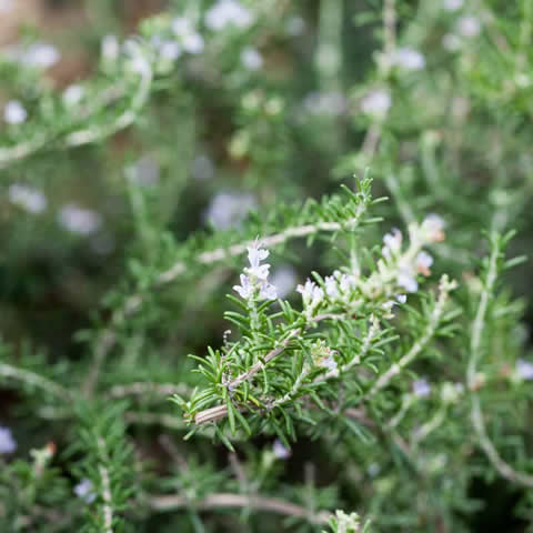 ROSMARINUS OFFICINALIS Prostratus - Romero rastrero