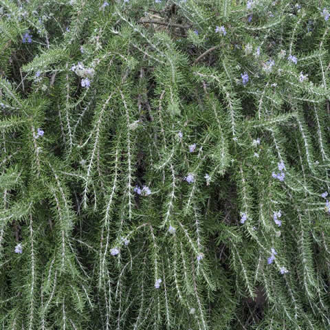 ROSMARINUS OFFICINALIS Prostratus - Romero rastrero