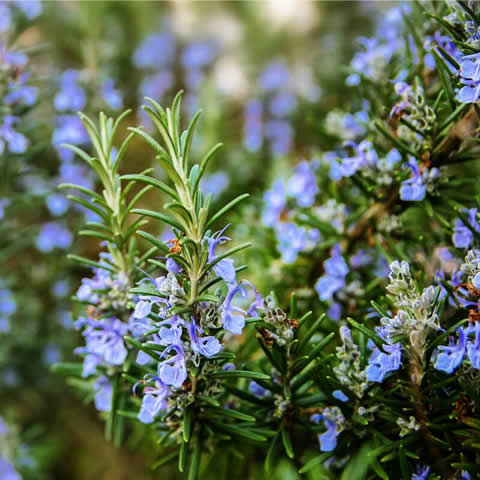 ROSMARINUS OFFICINALIS - Rosemary #2