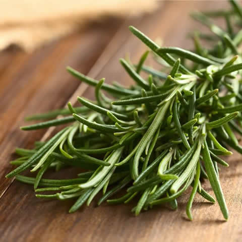 ROSMARINUS OFFICINALIS - Rosemary #1