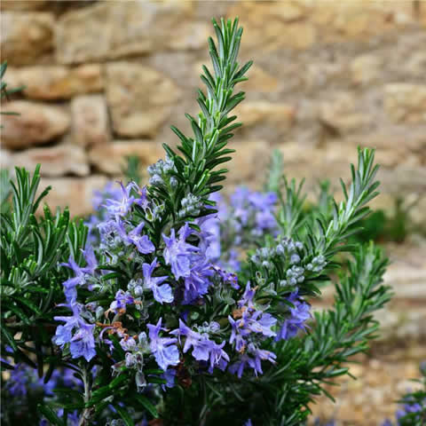 ROSMARINUS OFFICINALIS - Romero