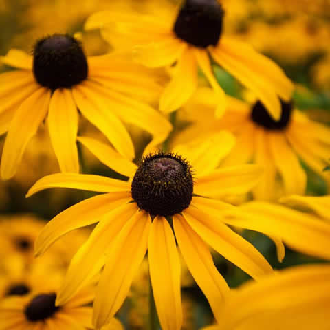 RUDBECKIA HIRTA Gloriosa Daisy - Black-Eyed Susan