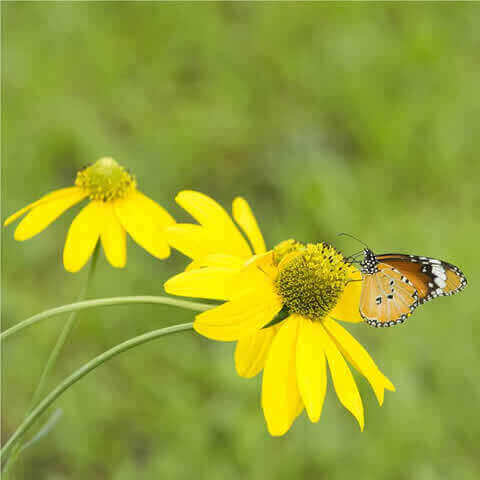 RUDBECKIA HIRTA Gloriosa Daisy - Rudbeckia