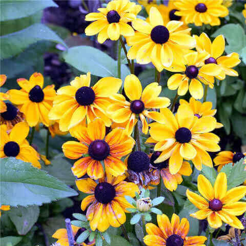 RUDBECKIA HIRTA Gloriosa Daisy - Rudbeckia