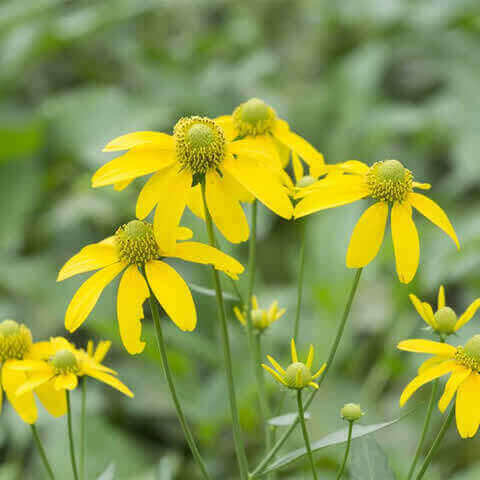 RUDBECKIA HIRTA Gloriosa Daisy - Rudbeckia