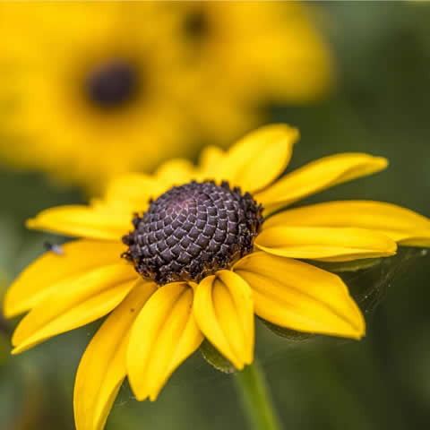 RUDBECKIA HIRTA Gloriosa Daisy - Rudbeckia