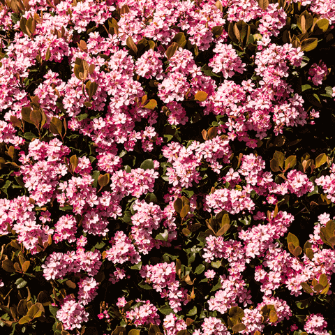 RHAPHIOLEPIS INDICA ''Springtime''