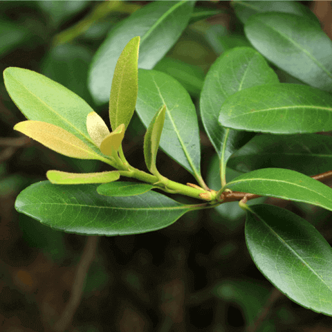 RHAPHIOLEPIS INDICA ''Springtime''