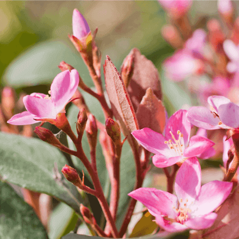 RHAPHIOLEPIS INDICA ''Springtime''