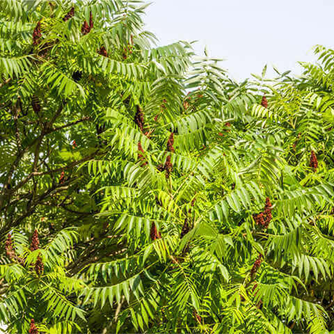 RHUS CORIARIA