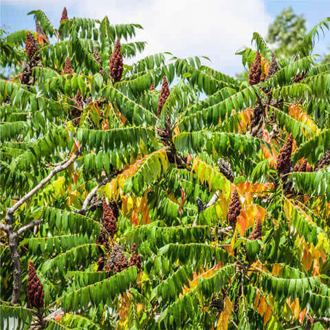 RHUS CORIARIA - Sicilian Sumac