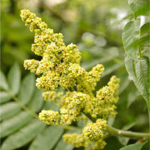 RHUS CORIARIA