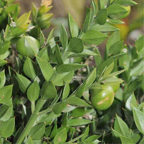 RUSCUS ACULEATUS