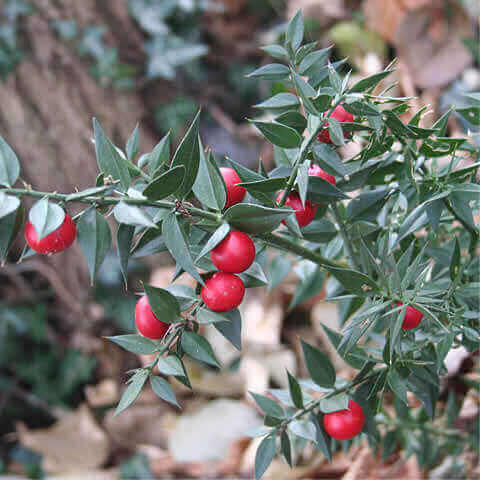 RUSCUS ACULEATUS - Butchers Broom