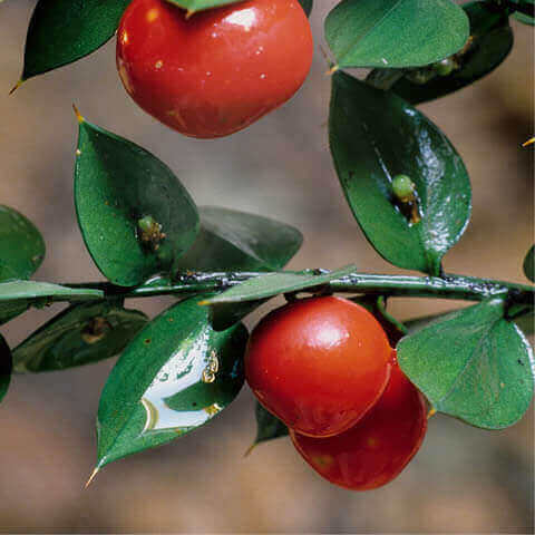 RUSCUS ACULEATUS
