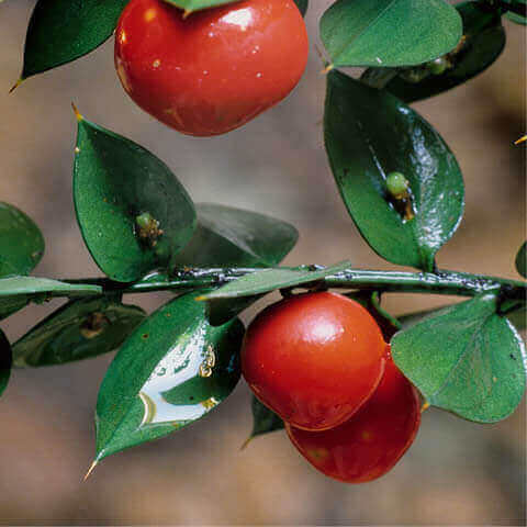 RUSCUS ACULEATUS - Butchers Broom