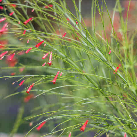 RUSSELIA EQUISETIFORMIS