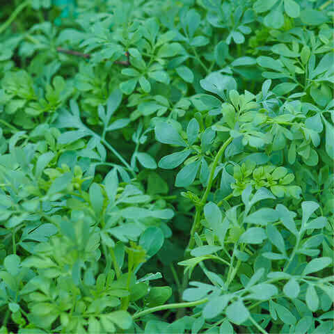 RUTA GRAVEOLENS - Rue, Herb of Grace