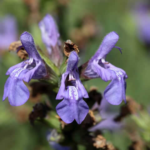 SALVIA LAVANDULIFOLIA - Salvia fina