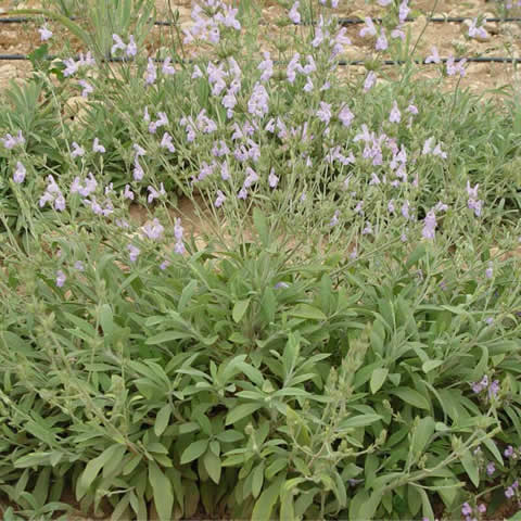 SALVIA LAVANDULIFOLIA - Salvia fina