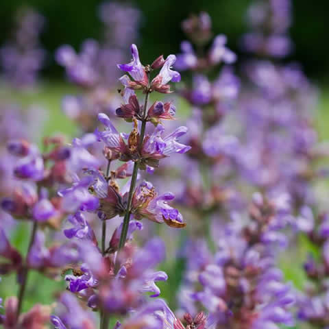 SALVIA OFFICINALIS - Common Sage #1