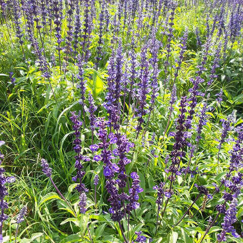 SALVIA OFFICINALIS - Salvia real