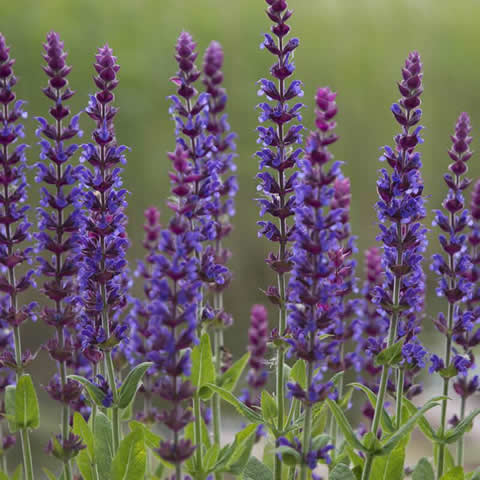 SALVIA OFFICINALIS - Salvia real