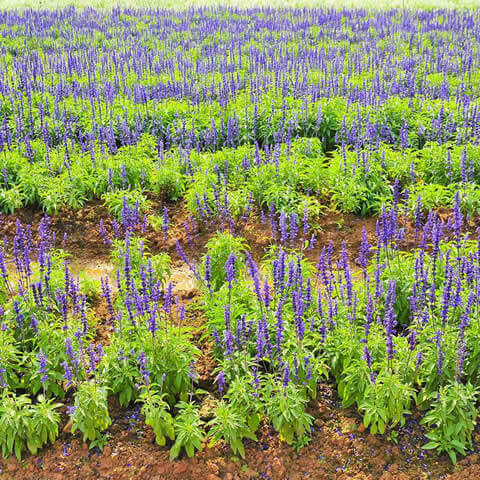SALVIA OFFICINALIS - Salvia real
