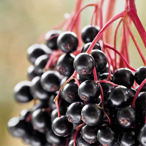 SAMBUCUS NIGRA - Saco