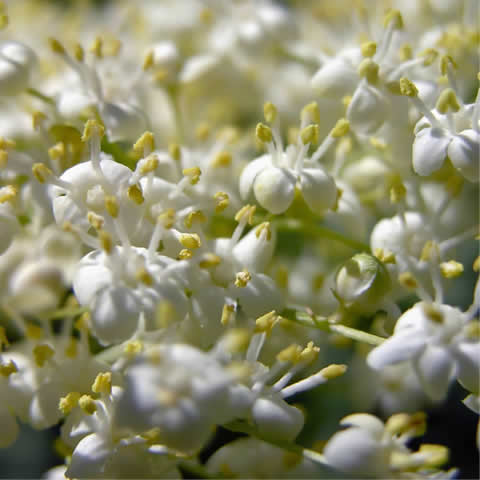 SAMBUCUS NIGRA - Saco