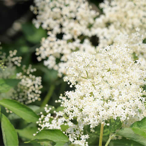 SAMBUCUS NIGRA - Saco