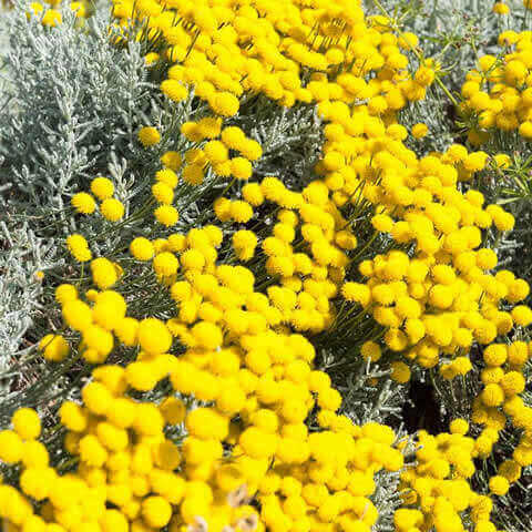 SANTOLINA CHAMAECYPARISSUS - Santoline petit cyprs