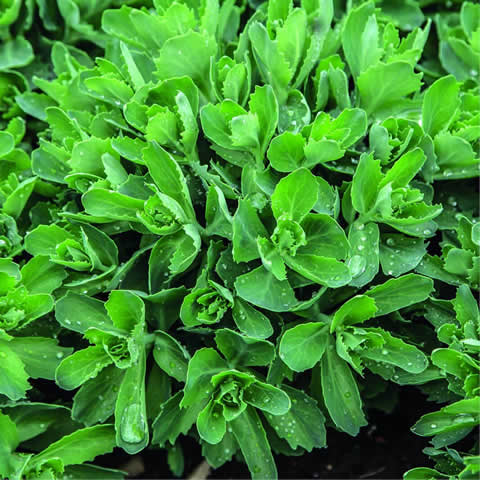SEDUM KAMTSCHATICUM - Sedun