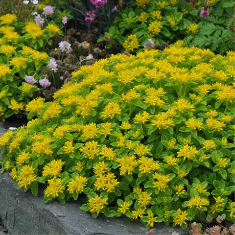 SEDUM KAMTSCHATICUM - Sedun