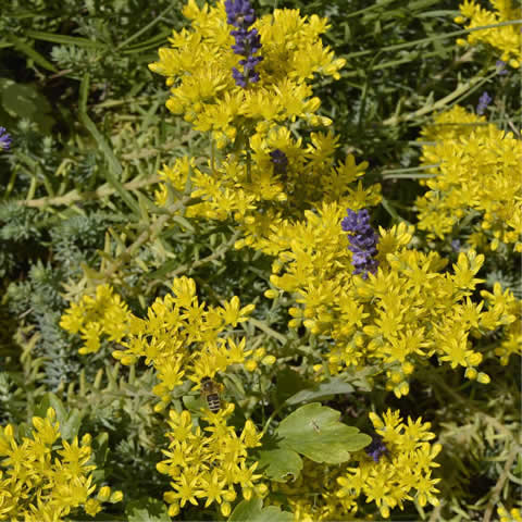 SEDUM REFLEXUM - Prickmadam