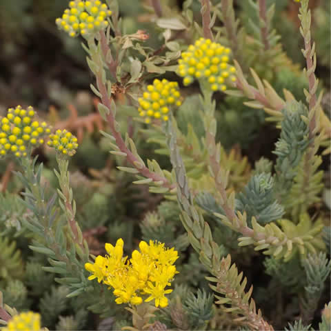 SEDUM REFLEXUM - Ua de gato