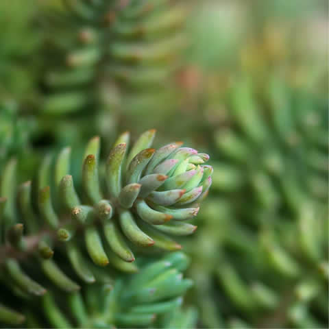 SEDUM REFLEXUM - Ua de gato