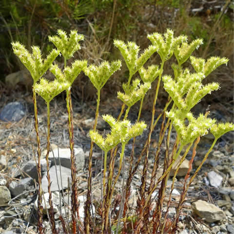 SEDUM SEDIFORME - Ua de gato