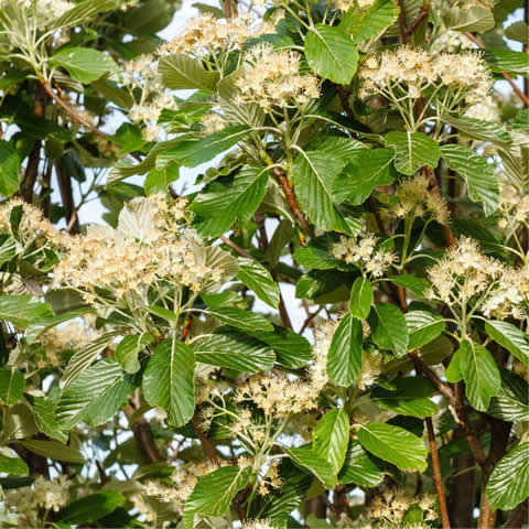 SORBUS ARIA - Mostajo