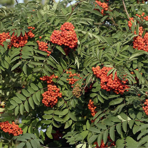 SORBUS AUCUPARIA - Serbal de cazadores