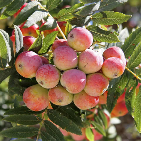 SORBUS DOMESTICA - True Service Tree