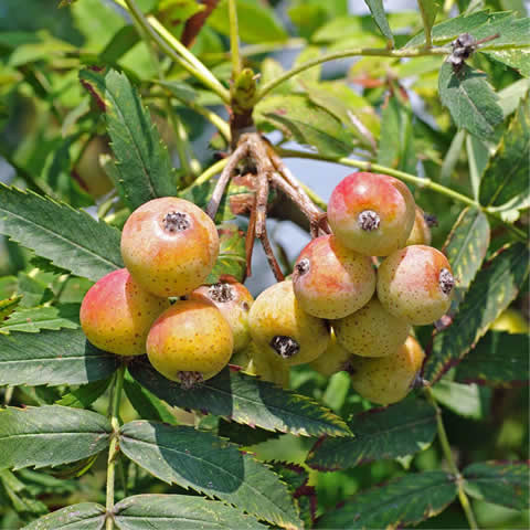 SORBUS DOMESTICA - Serbal