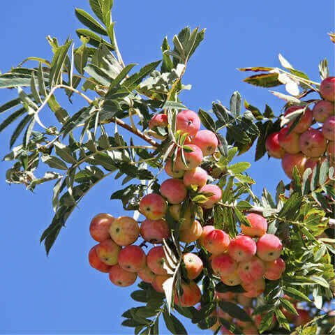 SORBUS DOMESTICA - Serbal