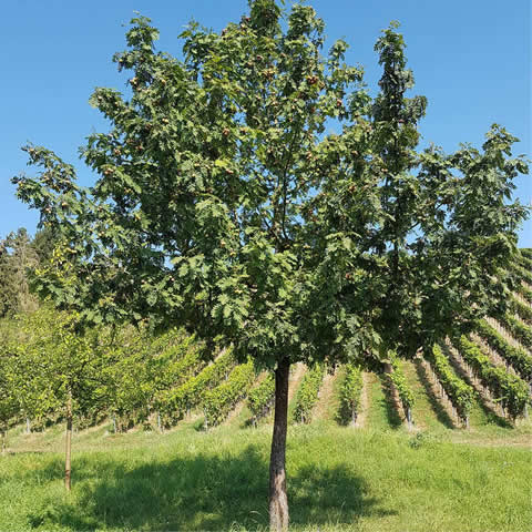 SORBUS DOMESTICA - Serbal