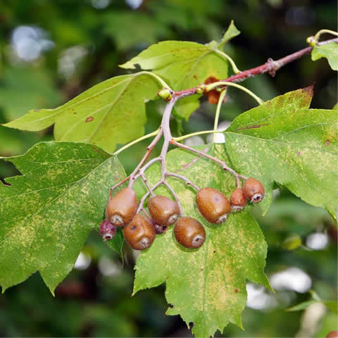 SORBUS TORMINALIS - Wild service tree