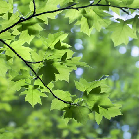 SORBUS TORMINALIS - Wild service tree