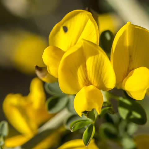 SPARTIUM JUNCEUM - Spanish broom