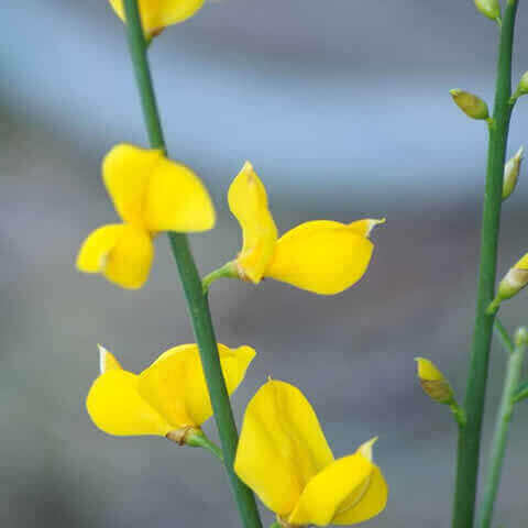 SPARTIUM JUNCEUM - Retama de olor